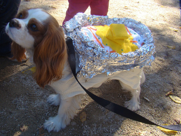 baked potato dog honey